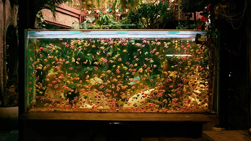 Acuario de cristal grande